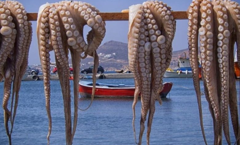 السلطات تقلص صيد الأخطبوط في الجنوب المغربي لاستدراك "الثروة السمكية"